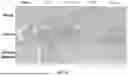 Fig. 37 - DNA ORIGAMI VACCINES