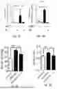 Fig. 09 - METHODS AND COMPOSITIONS RELATING TO TREATMENT OF PULMONARY ARTERIAL HYPERTENSION
