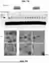 Fig. 08 - PROGRAMMABLE NUCLEASE RESISTANCE OF NUCLEIC ACID ASSEMBLIES
