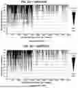 Fig. 15 - USE OF LENTIVIRAL VECTORS EXPRESSING FACTOR VIII