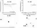 Fig. 41 - USE OF LENTIVIRAL VECTORS EXPRESSING FACTOR VIII