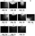 Fig. 09 - ALIGNED FIBER AND METHOD OF USE THEREOF