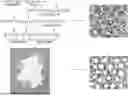 Fig. 01 - INJECTABLE POLYURETHANES AND APPLICATIONS THEREOF