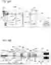 Fig. 46 - BINDING FACILITY, WIRE FEEDING MECHANISM AND BINDING MACHINE
