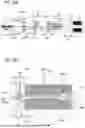 Fig. 50 - BINDING FACILITY, WIRE FEEDING MECHANISM AND BINDING MACHINE