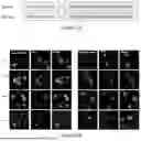Fig. 02 - INTRACELLULAR CX3CL1 DOMAIN PEPTIDES AND USES THEREOF