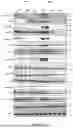 Fig. 04 - INTRACELLULAR CX3CL1 DOMAIN PEPTIDES AND USES THEREOF