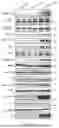 Fig. 06 - INTRACELLULAR CX3CL1 DOMAIN PEPTIDES AND USES THEREOF