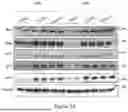 Fig. 12 - INTRACELLULAR CX3CL1 DOMAIN PEPTIDES AND USES THEREOF