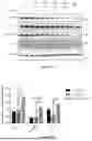 Fig. 14 - INTRACELLULAR CX3CL1 DOMAIN PEPTIDES AND USES THEREOF