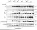 Fig. 15 - INTRACELLULAR CX3CL1 DOMAIN PEPTIDES AND USES THEREOF
