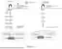 Fig. 18 - INTRACELLULAR CX3CL1 DOMAIN PEPTIDES AND USES THEREOF