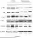 Fig. 19 - INTRACELLULAR CX3CL1 DOMAIN PEPTIDES AND USES THEREOF