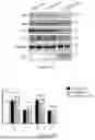 Fig. 27 - INTRACELLULAR CX3CL1 DOMAIN PEPTIDES AND USES THEREOF