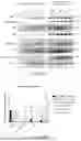 Fig. 28 - INTRACELLULAR CX3CL1 DOMAIN PEPTIDES AND USES THEREOF