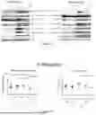 Fig. 35 - INTRACELLULAR CX3CL1 DOMAIN PEPTIDES AND USES THEREOF