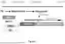 Fig. 02 - METHODS OF MAKING, EXPANDING AND PURIFYING MIDBRAIN DOPAMINERGIC PROGENITOR CELLS