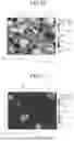 Fig. 09 - RARE EARTH SINTERED MAGNET, METHOD FOR PRODUCING RARE EARTH SINTERED MAGNET, ROTOR, AND ROTARY MACHINE