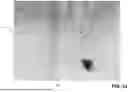 Fig. 35 - TEACHING OF CHARGED-PARTICLE MICROSCOPY ROBOTIC GRIPPERS VIA BEAMSPLITTING