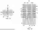 Fig. 07 - EPITAXIAL REGION CONTACT STRUCTURE