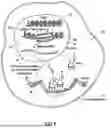 Fig. 08 - STEM CELL AND SOMATIC CELL REPROGRAMMING WITH GENE ENHANCED STEM CELLS TO RESTORE AGE RELATED FOR PHYSICAL FUNCTIONS TO EXTEND LONGEVITY