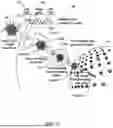 Fig. 09 - STEM CELL AND SOMATIC CELL REPROGRAMMING WITH GENE ENHANCED STEM CELLS TO RESTORE AGE RELATED FOR PHYSICAL FUNCTIONS TO EXTEND LONGEVITY