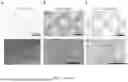 Fig. 04 - FABRICATED ENGINEERED SKIN DERMIS COMPOSITIONS AND METHODS THEREOF