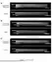 Fig. 12 - FABRICATED ENGINEERED SKIN DERMIS COMPOSITIONS AND METHODS THEREOF