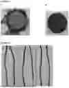 Fig. 07 - PHOTOCLEAVAGE OF INDICAN