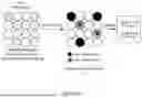 Fig. 19 - DETECTION AND DIGITAL QUANTITATION OF MULTIPLE TARGETS