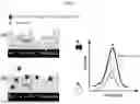 Fig. 02 - Method for a preparation of a molecularly-imprinted-polymer (MIP) electrochemical sensor for an electrochemically inactive analyte detection, a method for using said sensor and such a sensor