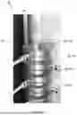 Fig. 14 - SYSTEMS AND METHODS FOR NONEQUILIBRIUM PLASMAS