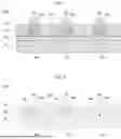 Fig. 03 - Solar Cell, Cell Component, and Photovoltaic System