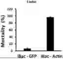 Fig. 01 - RNA INTERFERENCE (RNAI) FOR CONTROL OF JAPANESE BEETLE