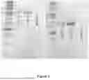 Fig. 06 - Nutritive Polypeptides and Formulations Thereof, and Methods of Production and Use Thereof