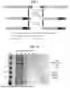 Fig. 02 - NANOPARTICLE-DERIVED VACCINES AGAINST POXVIRUSES, AND METHODS FOR MAKING AND USING THE SAME