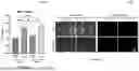 Fig. 08 - BIOLOGIC COMPOSITION FOR PROMOTING WOUND HEALING AND A METHOD OF PREPARING THE SAME