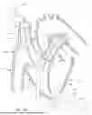 Fig. 58 - SYSTEMS AND METHODS FOR SELECTIVELY OCCLUDING THE SUPERIOR VENA CAVA FOR TREATING HEART CONDITIONS