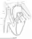 Fig. 61 - SYSTEMS AND METHODS FOR SELECTIVELY OCCLUDING THE SUPERIOR VENA CAVA FOR TREATING HEART CONDITIONS
