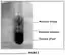 Fig. 03 - PROCESS FOR PRODUCING BIOFERTILIZERS/BIOSTIMULANTS FROM MICROALGAE OF THE SPECIES SCENEDESMUS SP. WITH INTENSIVE CO2 CAPTURE, BIOFERTILIZERS/BIOSTIMULANTS OBTAINED BY SAID PROCESS AND THEIR USES IN AGRICULTURE