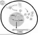 Fig. 01 - ENGINEERED ADENO-ASSOCIATED VIRUS CAPSIDS