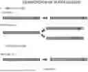 Fig. 22 - SUBSTRATES, PEPTIDE ARRAYS, AND METHODS