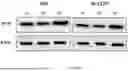 Fig. 07 - APPLICATION FOR PIR-HSA-164586 AND MYH9