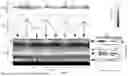 Fig. 02 - SYSTEMS AND METHODS FOR AUDIO RECOMMENDATIONS FOR NEURAL STIMULATIONS
