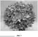 Fig. 02 - LETTUCE VARIETY ‘E01C.11995’