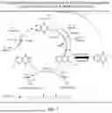 Fig. 03 - NANO-PARTICLES OF MENAQUINONE-9 AND METHODS OF TREATMENT