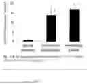 Fig. 06 - NANO-PARTICLES OF MENAQUINONE-9 AND METHODS OF TREATMENT