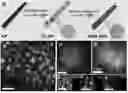 Fig. 01 - Palladium Copper Single-Atom Alloy Catalyst for Nitrate Reduction