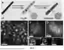 Fig. 04 - Palladium Copper Single-Atom Alloy Catalyst for Nitrate Reduction