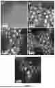 Fig. 06 - Palladium Copper Single-Atom Alloy Catalyst for Nitrate Reduction